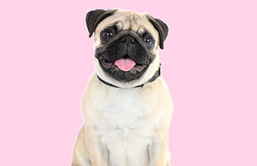 Easy ways to teach your dog tricks - Zuri & Ubuntu Pets