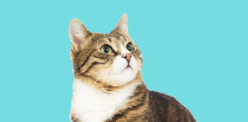 Deciphering your cat’s language - Zuri & Ubuntu Pets