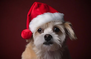 8 Tips for taking the perfect photo of your pet - Zuri & Ubuntu Pets