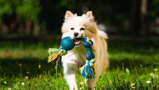 Best Interactive Toys for Bored Dogs